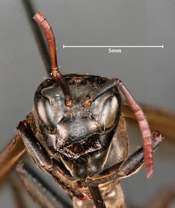 Media type: image;   Entomology 33149 Aspect: head frontal view